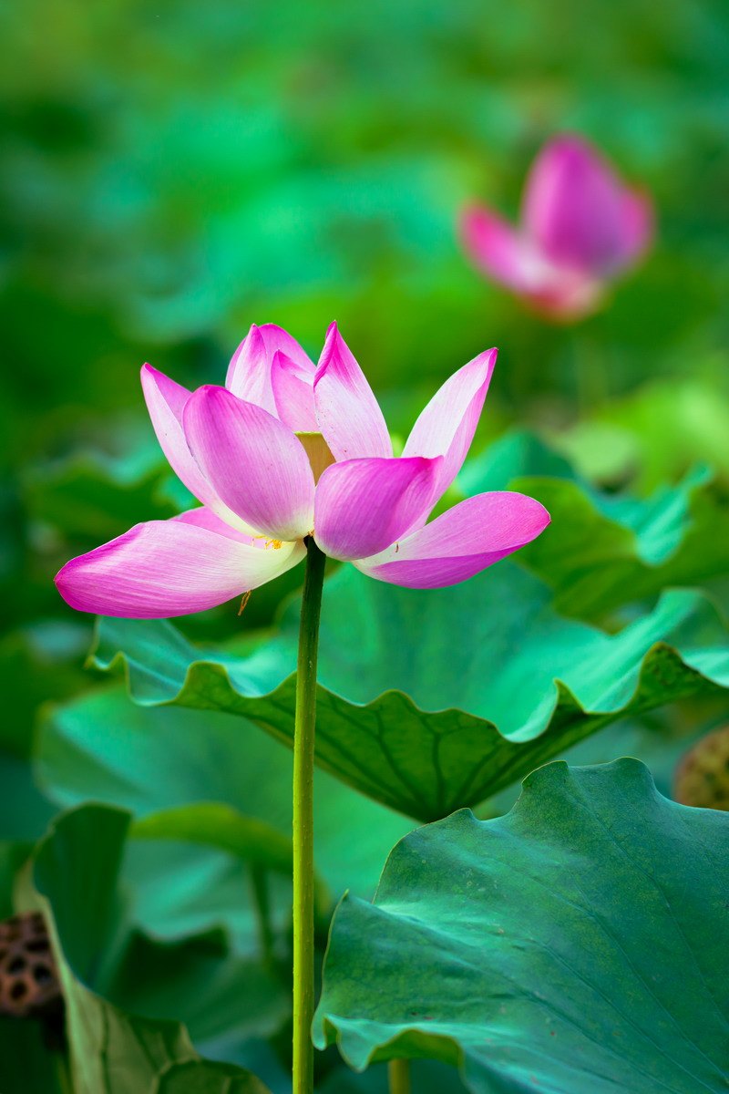 翰墨寫初心，妙筆揚(yáng)清風(fēng)——省建設(shè)科研院組織參加集團(tuán)紀(jì)委清廉文化作品展(圖1)